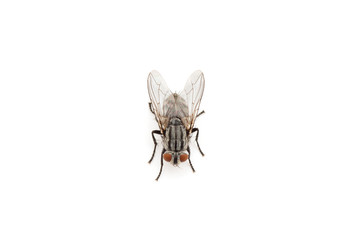 fly isolated on a white