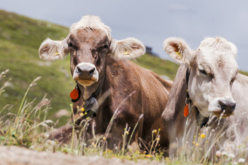 Graubünden, Milchkühe, Kühe, Kuherde, Kuh,Bergwiese, Bergkräuter, Milchwirtschaft, hornlos, St. Moritz, Sommer, Oberengadin, Schweiz