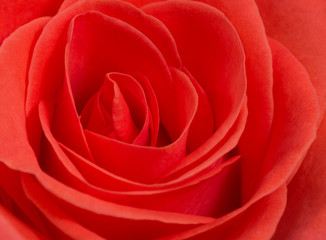 Close up macro of a red rose