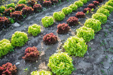 Acker mit reifem Kopfsalat, Landwirtschaft, Abendsonne