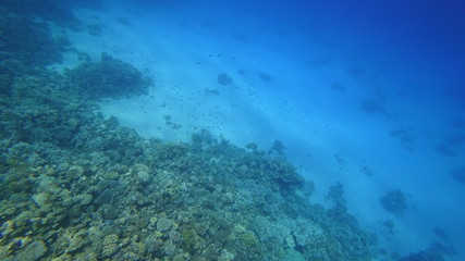 Rafa koralowa - obrazy, fototapety, plakaty