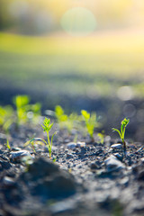 Frische Pflänzchen auf Feld, Landwirtschaft