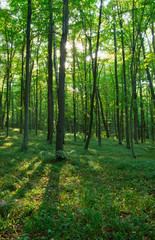 forest trees. nature green wood sunlight backgrounds.