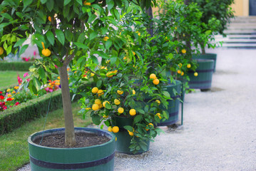 Orange tree. Vienna city, park, balcony. Europe,  Tours Schonbrunn Palace gardens