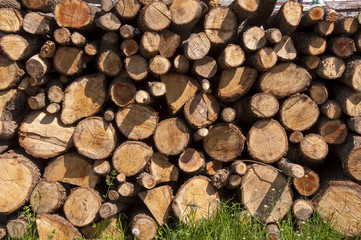 Kesilmiş odun yığınları, ağaçlar,