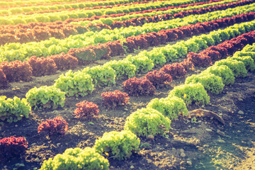 Acker mit reifem Kopfsalat, Landwirtschaft, Abendsonne