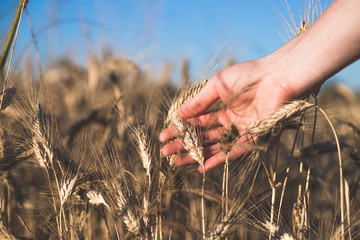 Erntereifes Getreide in der Hand, Landwirtschaft und Ackerbau, Freiraum 