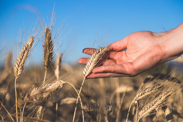 Erntereifes Getreide in der Hand, Landwirtschaft und Ackerbau, Freiraum 