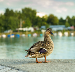 Ente