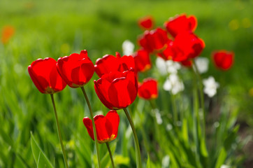 Red tulips.