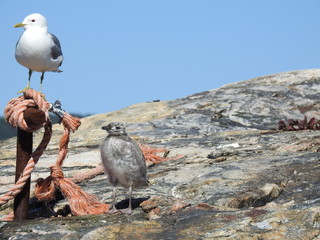 Seagul with her baby