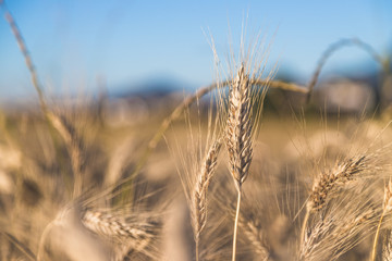 Erntereifes Getreide auf Feld, Landwirtschaft und Ackerbau, Freiraum 