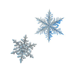 Two snowflakes isolated on white background. Macro photo of real snow crystals: beautiful stellar dendrites with elegant, ornate shapes, relief surface, fine hexagonal symmetry and complex structure.