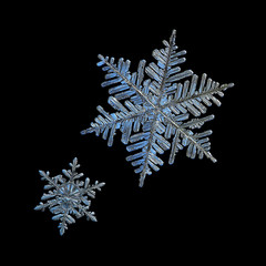 Two snowflakes isolated on black background. Macro photo of real snow crystals: beautiful stellar...