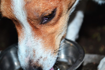 dog, pet, jack russell terrier drinks water, dog drink water, animal, puppy, cute, terrier, brown, white, portrait, isolated, canine, jack russell terrier, jack, breed, russell, small, pup, 