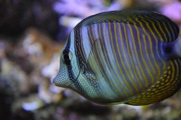 Blue fish underwater