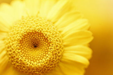 Fresh beautiful chamomile closeup on blurred background. Top view. Copy space