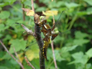 summer sister - dragonfly