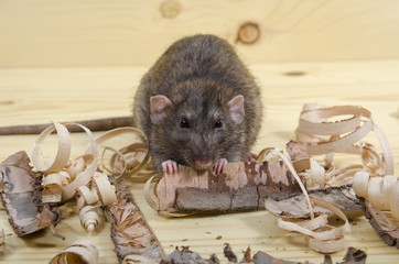 Rat eats birch bark.