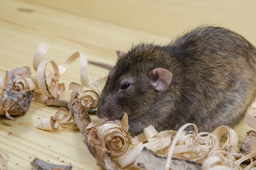 Rat eats birch bark.
