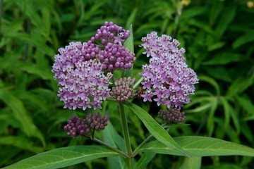 Fototapeta premium Swamp Milkweed