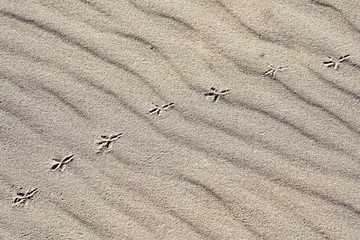 Fototapeta na wymiar background of sand, wind formed relief, bird footprints