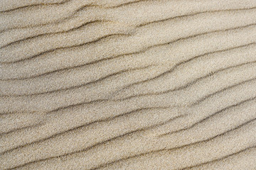 Fototapeta na wymiar background of sand, wind formed relief