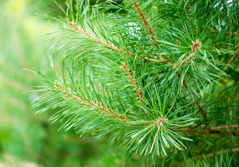 Needles of pine
