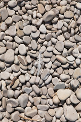 White feather on stone beach - vertical 