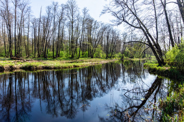 Fototapeta na wymiar Forest river with reflection of trees without leaves in water. Spring season. Voronezh region.