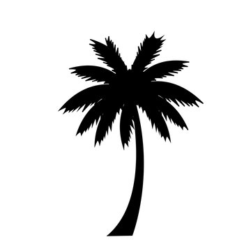 black silhouette of palm tree icon on white background.