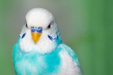 Blue budgerigar