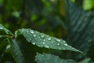 Green leaf covered by raindrops, macro photography.	
