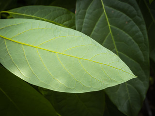 avocado offspring green leaf structure close up macro