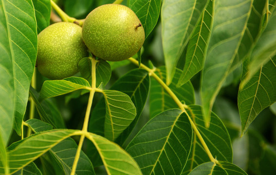 A young green walnut grows on a tree