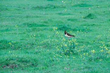 Aves no seu habitat natural