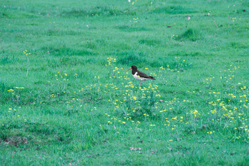 Aves no seu habitat natural