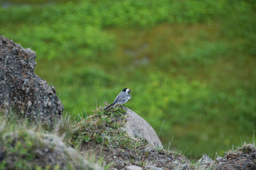 Aves no seu habitat natural