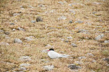 Andorinhas do mar no seu habitat natural