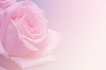 Fototapeta na wymiar Close-up of garden rose