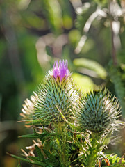 Thistle of Scotland