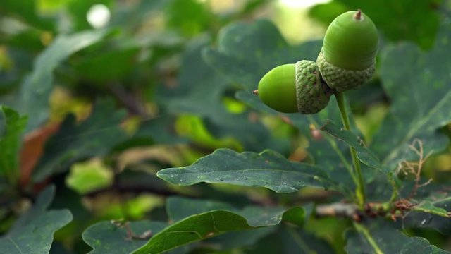 4k Acorn On The Leaf