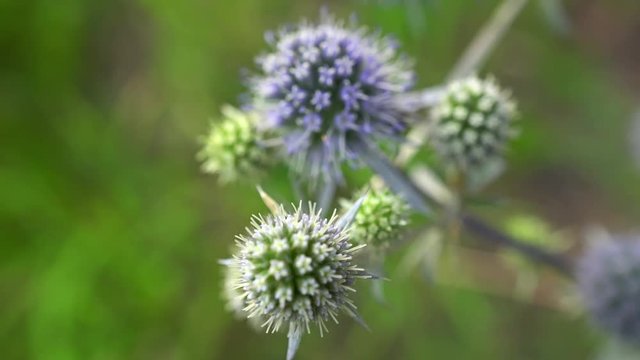 4k Field Flower, Eryngium Planum