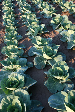 Organic cabbage production, cultivated field