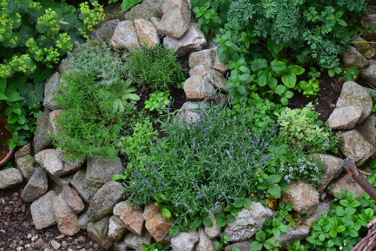 Fototapeta Medicinal herbs in herb spiral, late spring