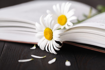 Stack of books with small bunch of daisies