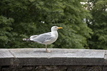 Seagull