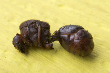 Closeup detail of edible roasted ant