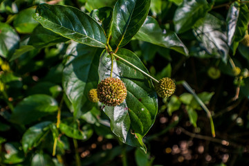 tree seed and leaves