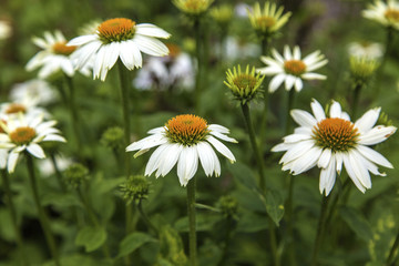 Fototapeta premium Chamomile. Botanical Garden in Lyon. Exotic flowers in the botanical garden.